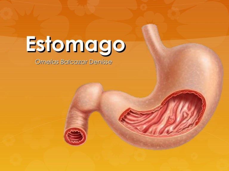 Anatomia de estomago
