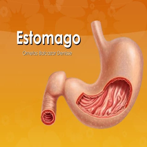 Anatomia de estomago