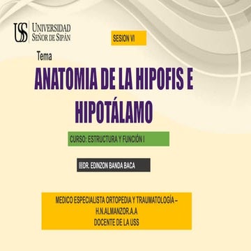 Anatomia de region selar | PPT