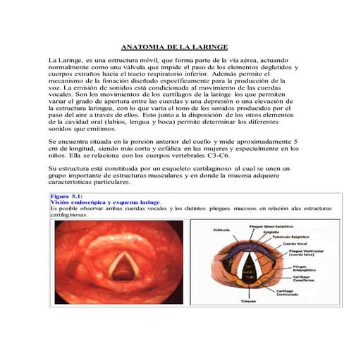 Anatomia de la laringe