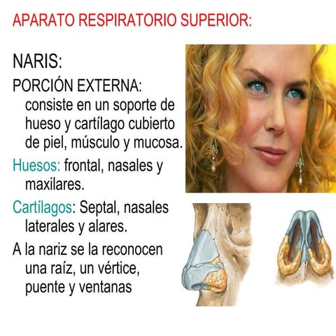 Anatomia del aparato respiratorio
