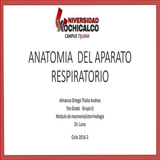 Anatomia  del aparato respiratorio