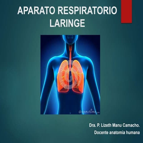 Anatomia de laringe