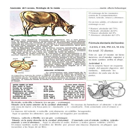 Anatomía de la vaca, fisiología de la rumia