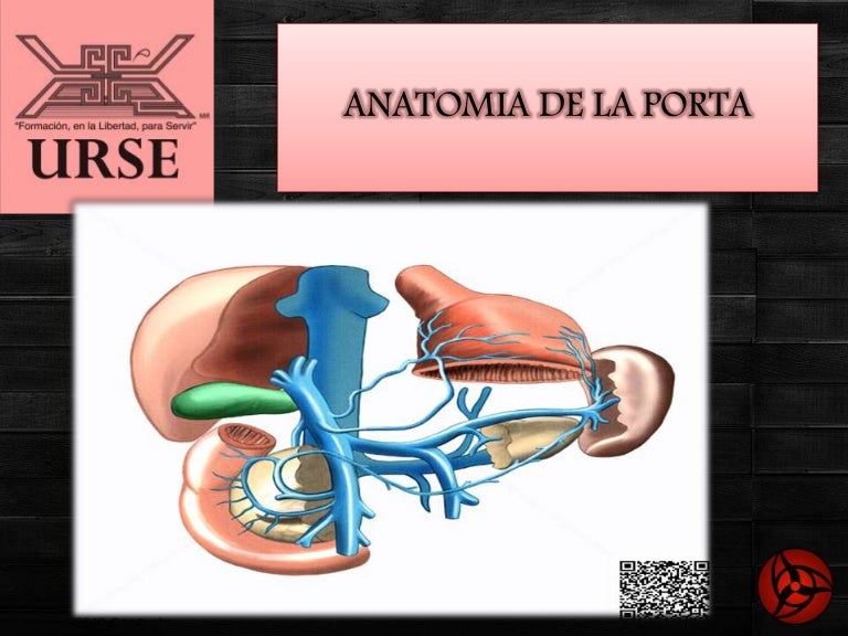 Anatomia de la vena porta