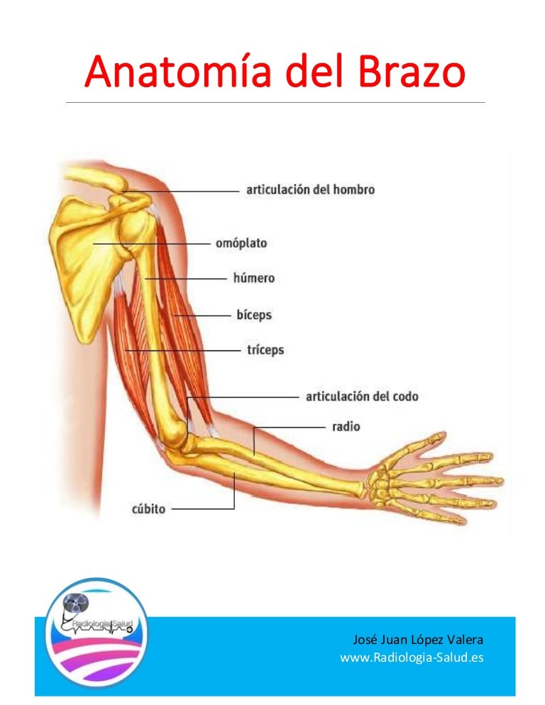 Anatomía Radiológica del Brazo 6ª Parte Anatomía Radiológica del Brazo 6ª Parte