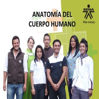 Anatomia del cpo humano