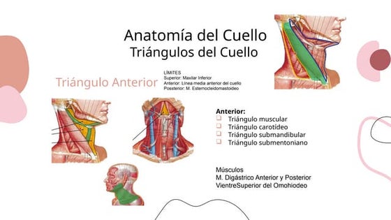Anatomía Del Triángulo Anterior Del Cuello