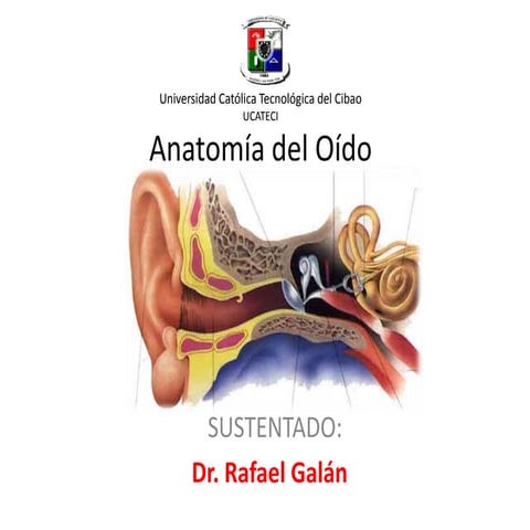 Anatomia del Oido