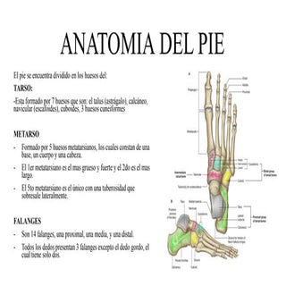 Anatomia del pie