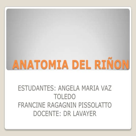 Anatomia del riñon