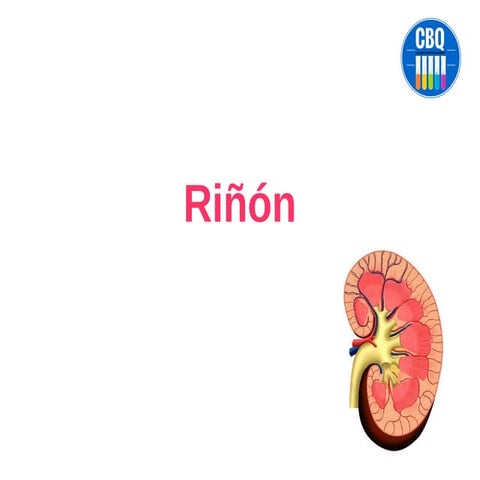 ANATOMIA DELRIÑON IMAGNES DE APOYO.pdf
