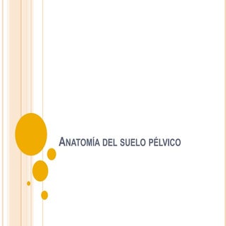 Anatomía del suelo pélvico 