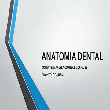 Anatomia dental