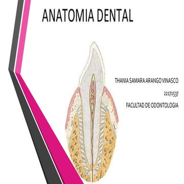 Anatomia dental | PPT