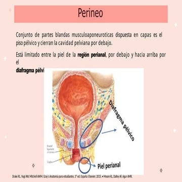 Anatomia del perine, que incluyen Generalidades sobre el periné ...