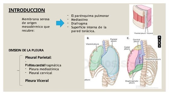 Pleura Anatomia Pulmonar Pleura | PPT