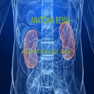 Anatomia de riñon