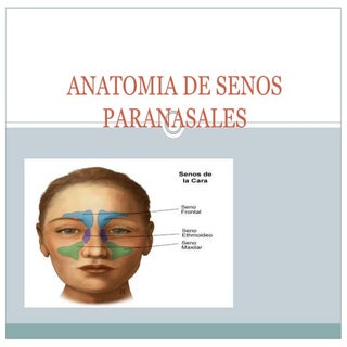 Anatomia de senos paranasales