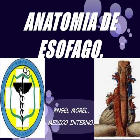 Anatomia esofago