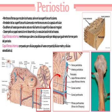 anatomia ligamento 1, rubier primer tema | PPTX