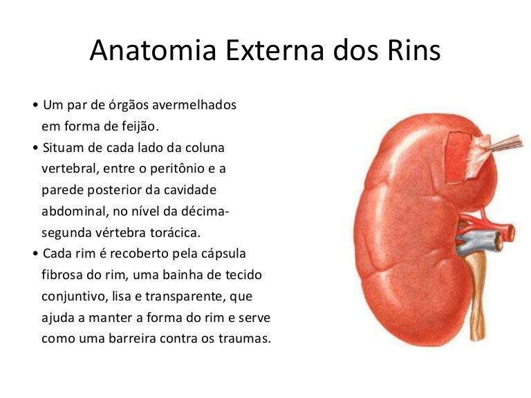 Anatomia externa dos rins Anatomia externa dos rins