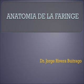 Anatomia faringe