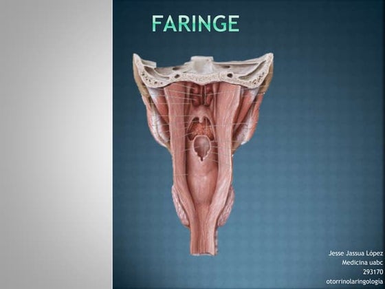 9. anatomia y fisiologia de la faringe (Otorrinolaringologia) | PPT