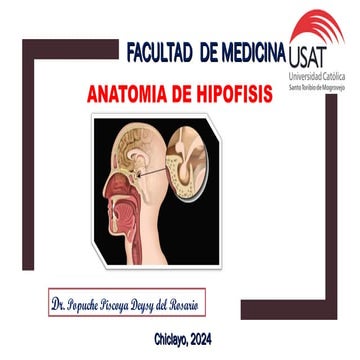 Anatomia de region selar | PPT