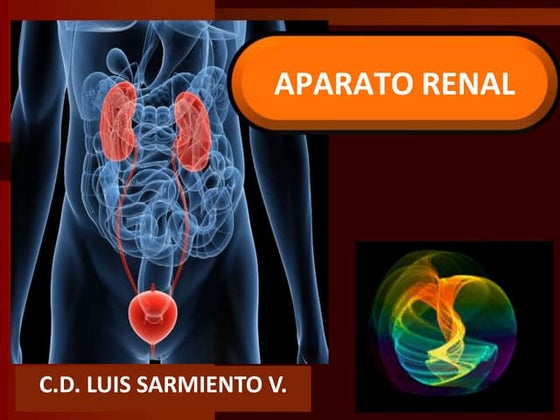 Diapositivas del Sistema Urinario | PPT