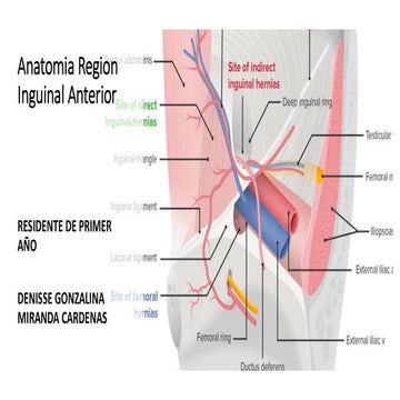 Anatomia inguinal | PPTX