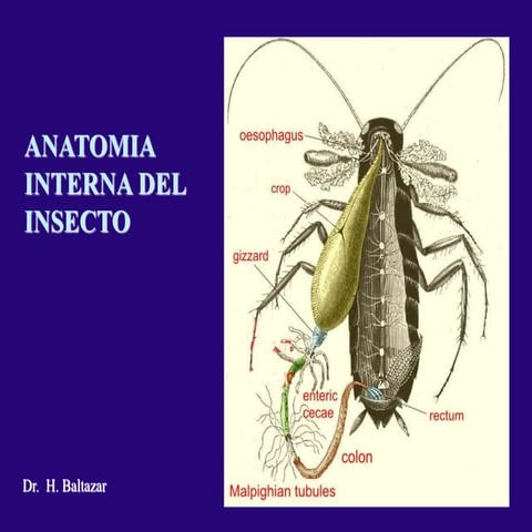 Sistema digestivo-insectos | PPTX