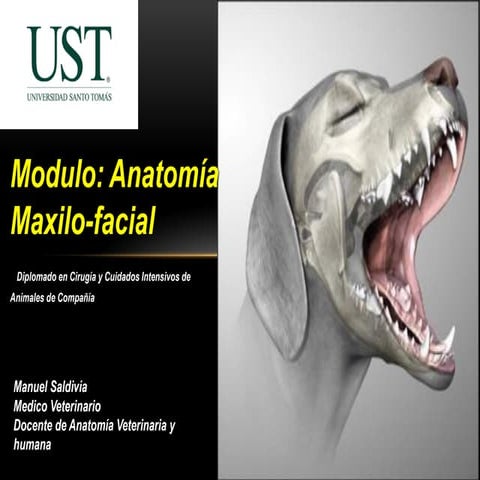 Anatomía maxilofacial - Diplomado en Cirugía y Cuidados Intensivos de Animale...