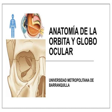 Anatomia orbita | PPTX