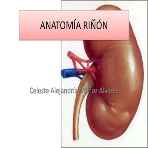 Polos De Ubicacion Del Rinon