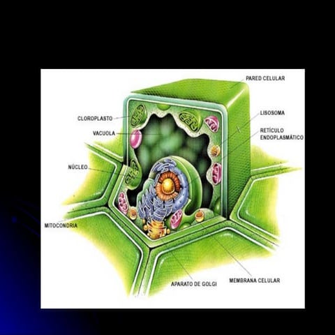 La celula vegetal
