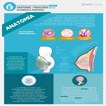 Anatomia y fisiologia de la mama | PDF