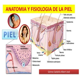 Anatomia y fisiologia de la piel