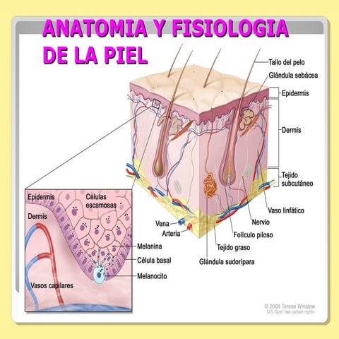 Anatomia y fisiologiadelapiel
