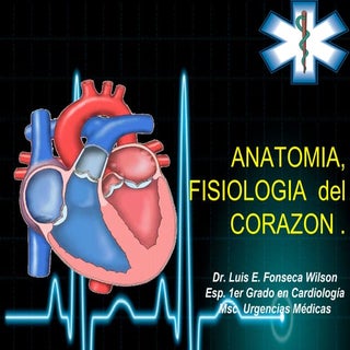 Anatomia y fisiologia del corazón 