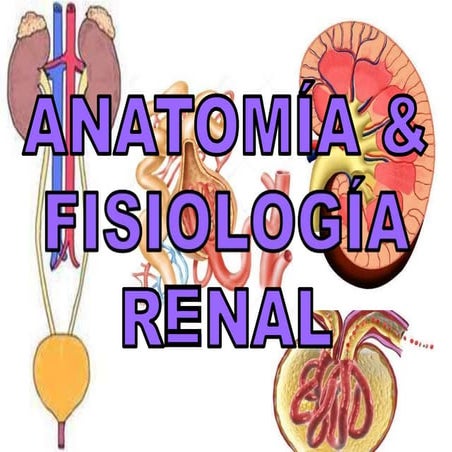 ANATOMIA Y FISIOLOGIA DEL RIÑON.pptx