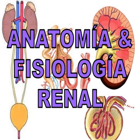 Anatomia y fisiologia renal