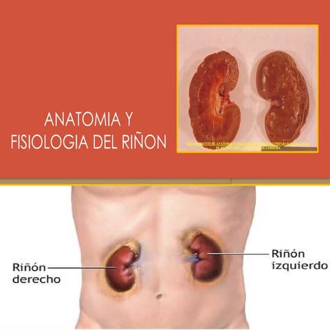 Anatomía renal macro y microscópica | PPTX