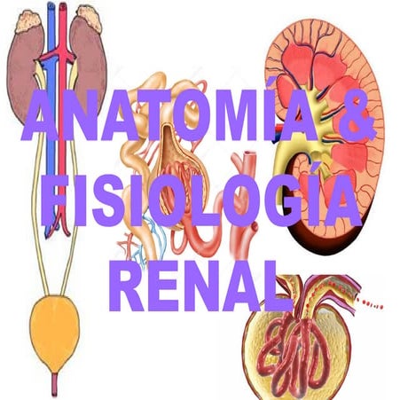 anatomiayfisiologiarenal del riñon para la clase.pptx