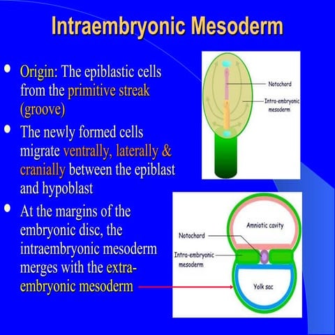 ANATOMICAL DESCRIPTION OF DERIVATIVES OF GERM LAYERS.ppt