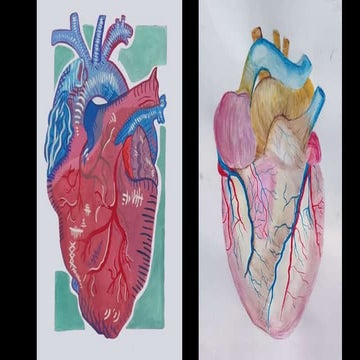 Anatomical painting student work