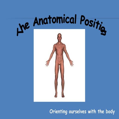 Anatomical Position and Basic Movements 