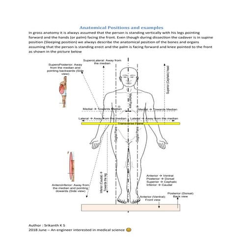 Anatomical positions and examples