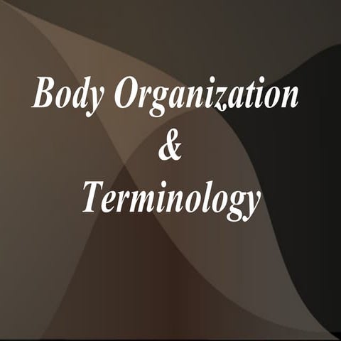 Anatomical terminology