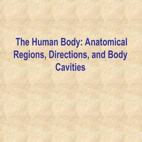 Anatomical Terminology Powerpoint.ppt 123